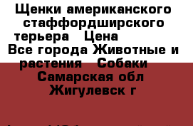 Щенки американского стаффордширского терьера › Цена ­ 20 000 - Все города Животные и растения » Собаки   . Самарская обл.,Жигулевск г.